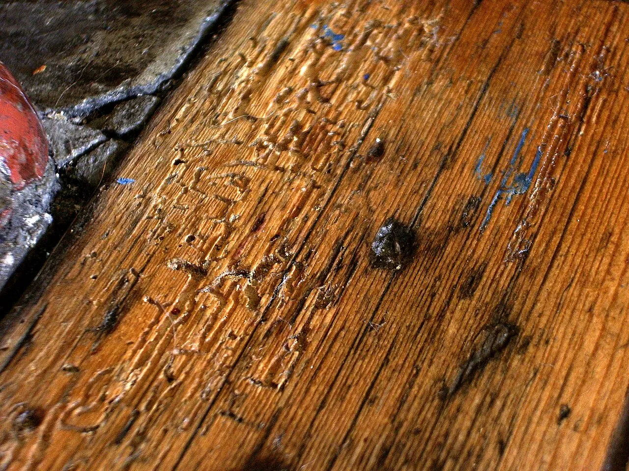 Zoom sur des trous de sortie de petite vrillette sur une poutre, signe d'infestation à Blanquefort.