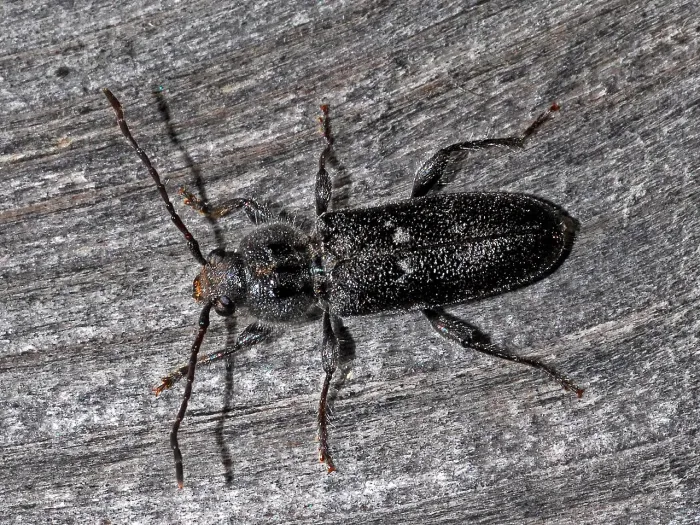 Capricorne des maisons adulte, un insecte xylophage qui attaque les charpentes en bois