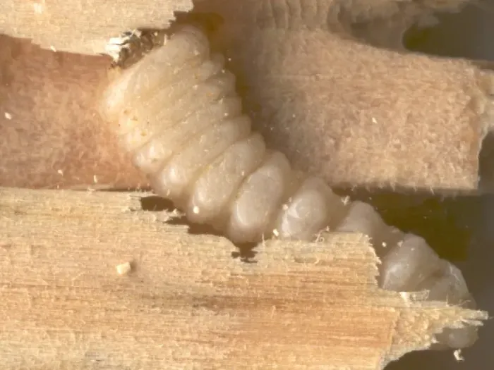Gros plan sur une larve de capricorne des maisons, insecte xylophage
