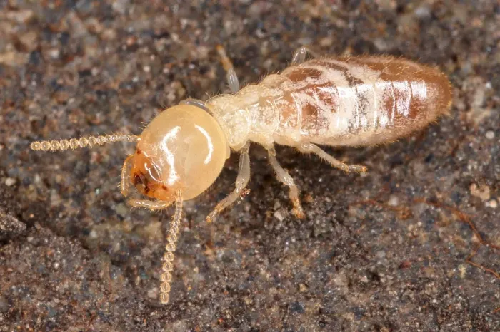 Gros plan sur un termite, insecte xylophage dangereux pour les charpentes à Bordeaux.