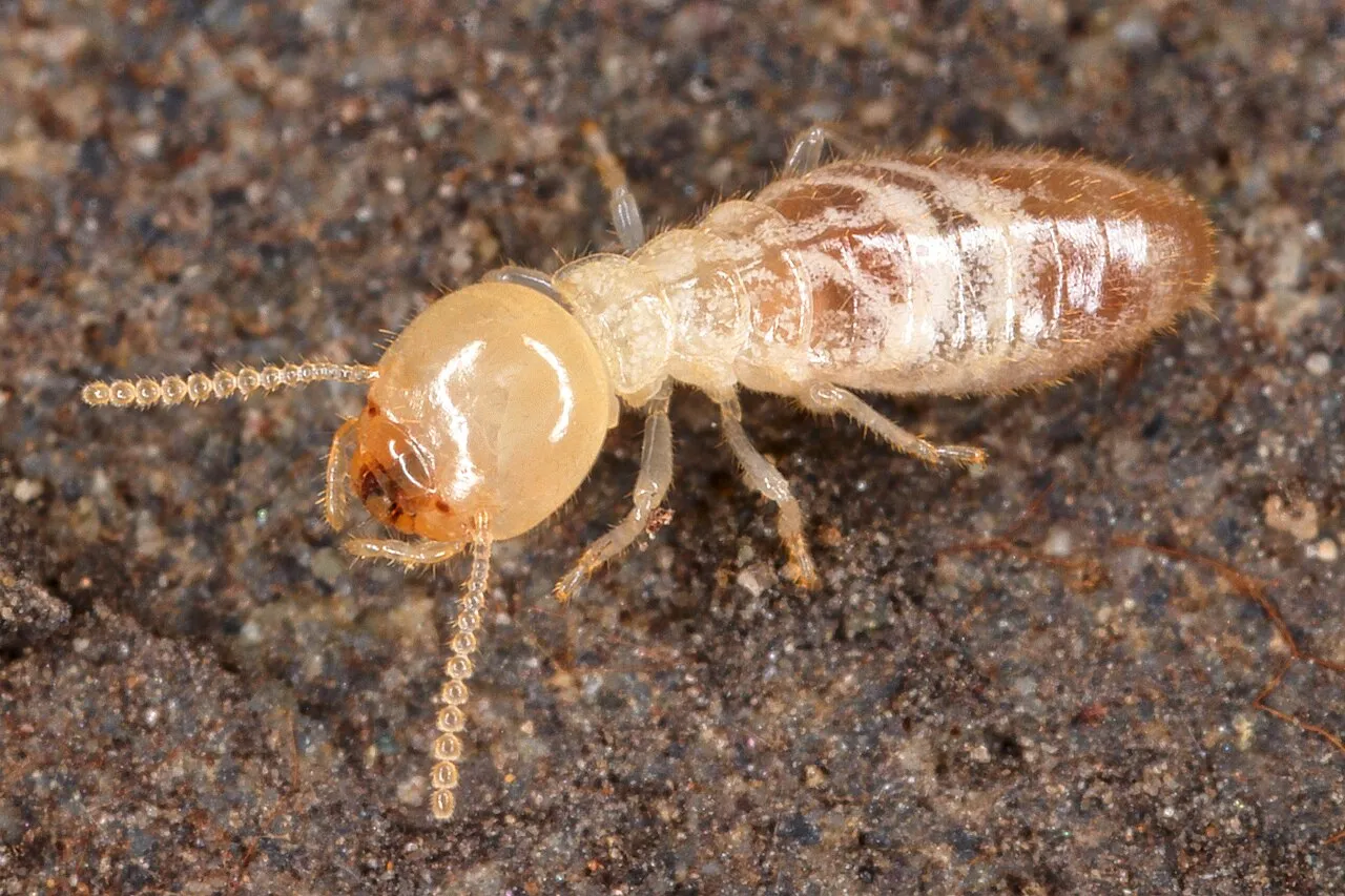 Gros plan sur un termite, insecte xylophage redoutable qui attaque les charpentes en colonie.